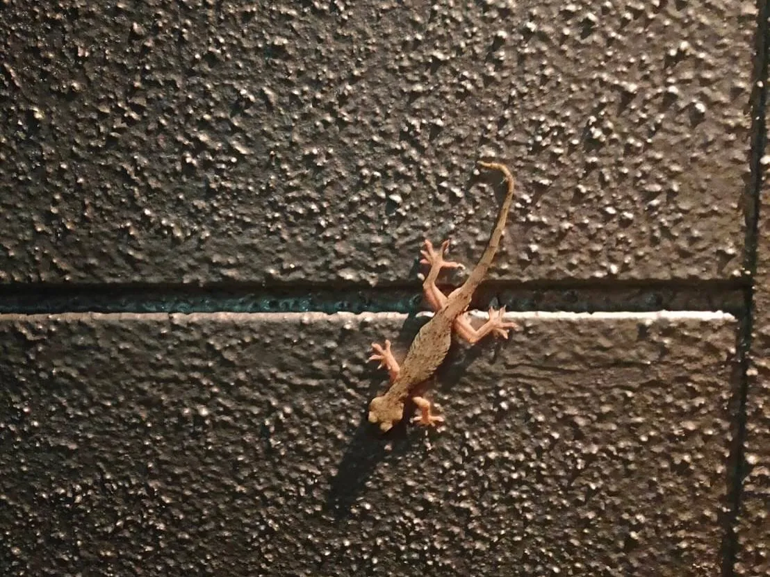 「新しい講師…じゃなくてヤモリ先生！？🦎